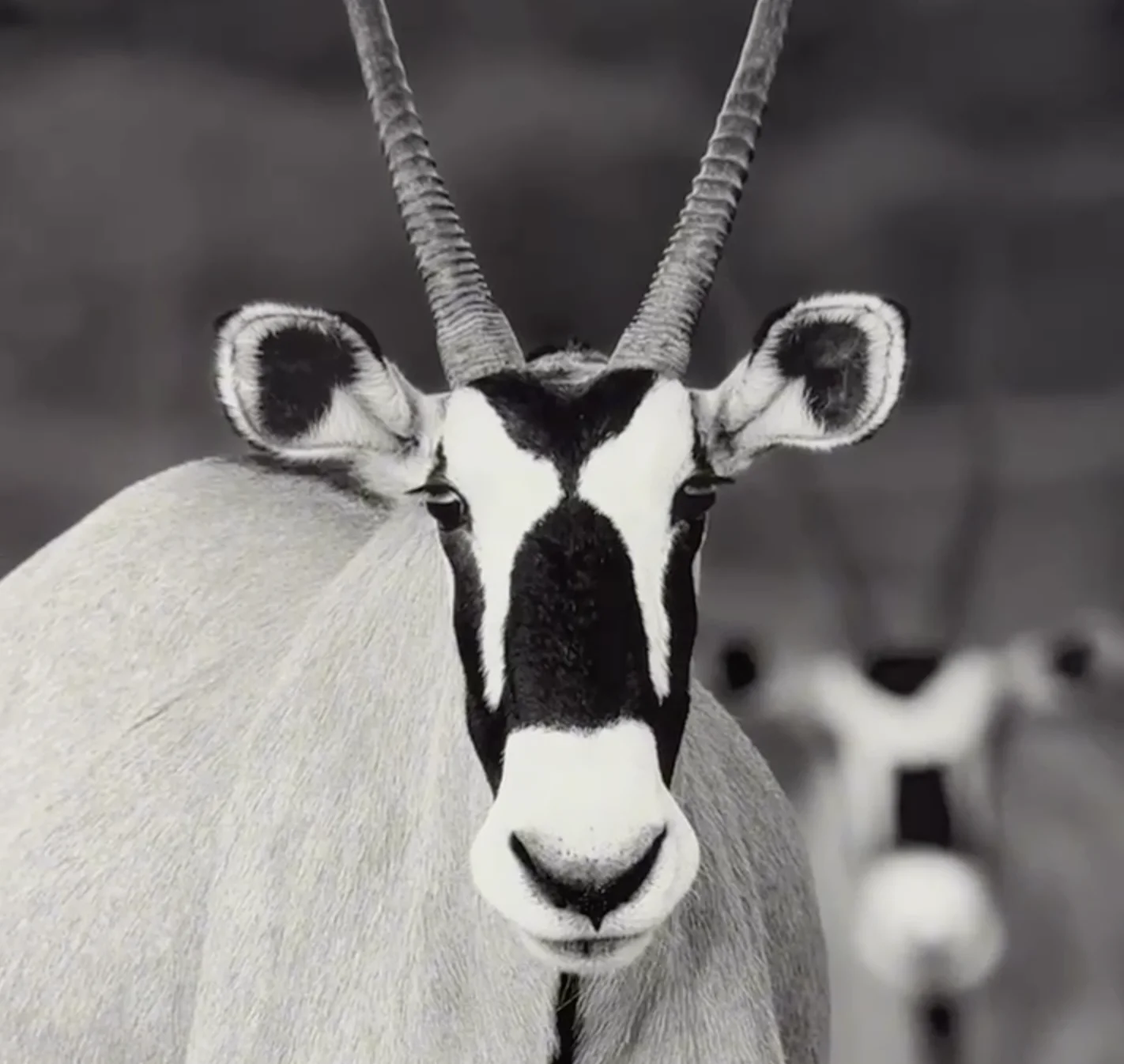 El Arte del Montaje: Acabados Profesionales